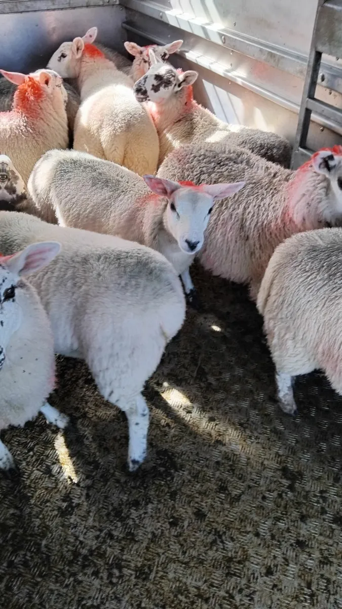 12 ewe lambs - Image 4