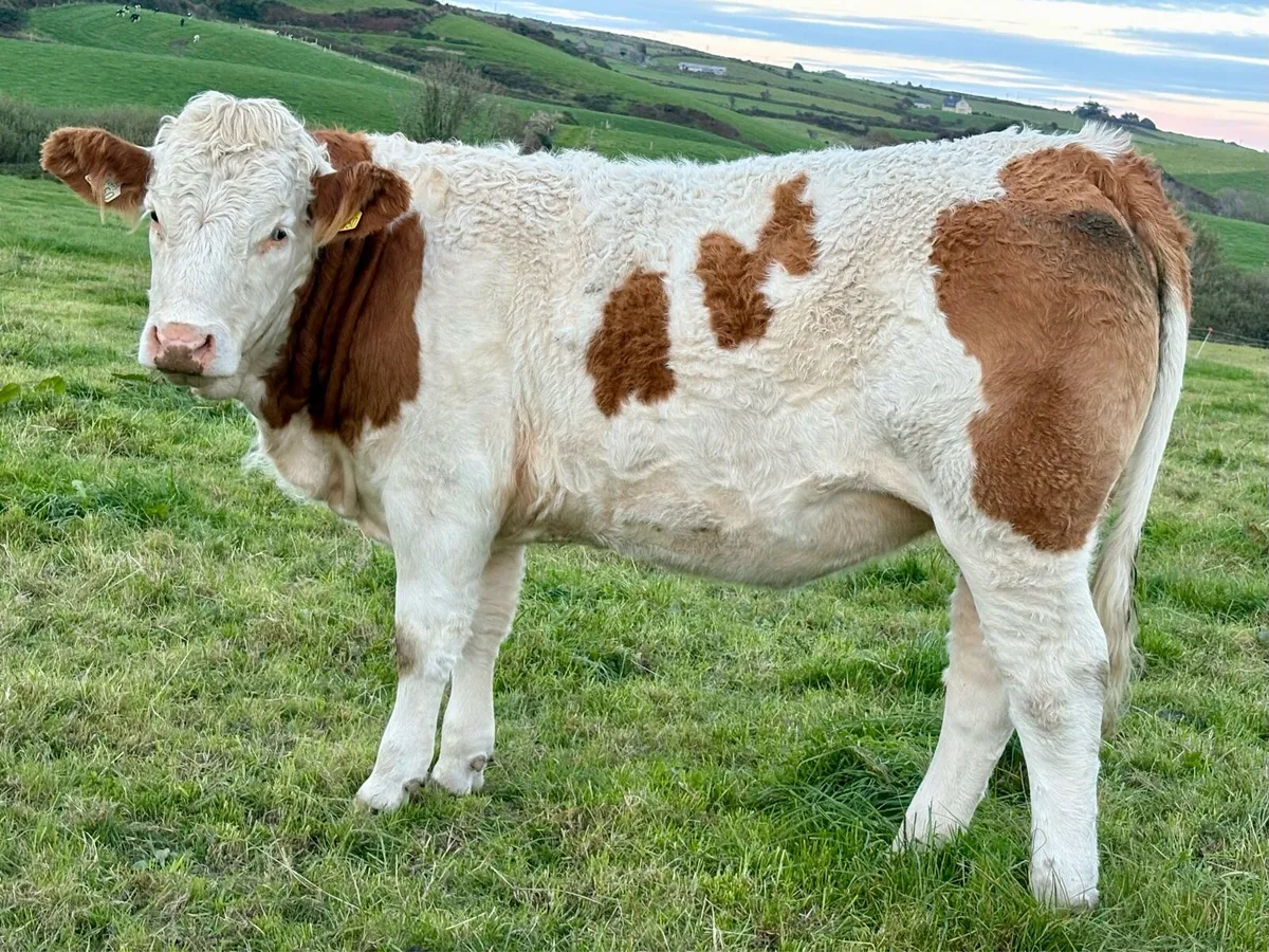 PBR Simmental Heifers - Image 2