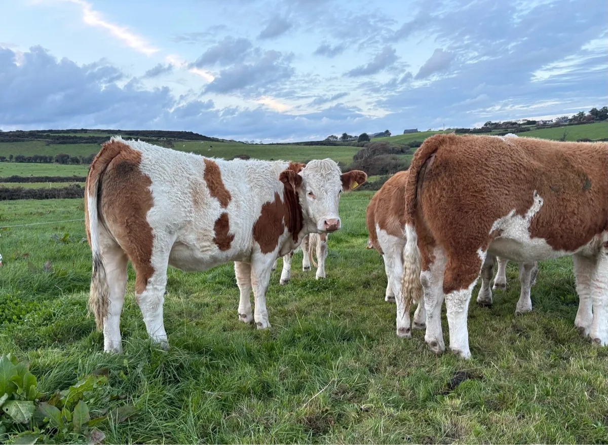 PBR Simmental Heifers - Image 3