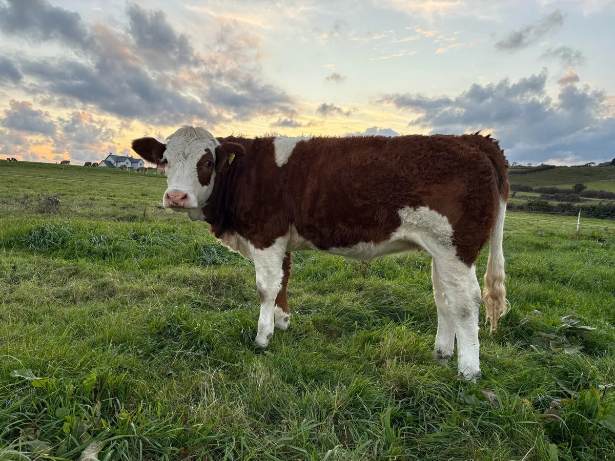 PBR Simmental Heifers - Image 4