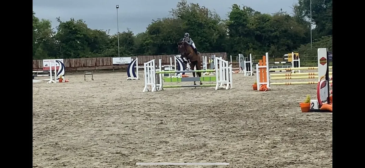 Kannan x For Pleasure 6yr Showjumping horse - Image 3