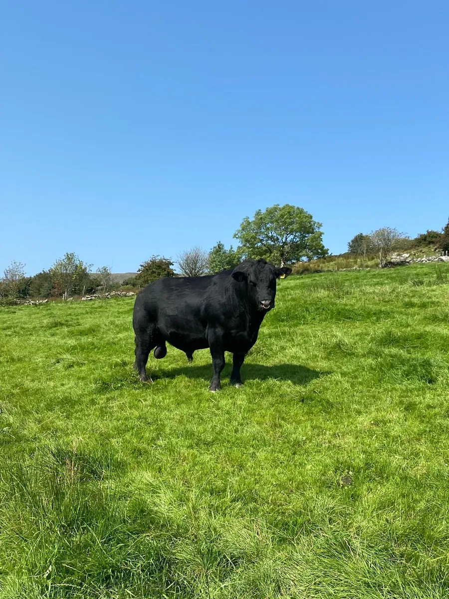 Angus bull - Image 2