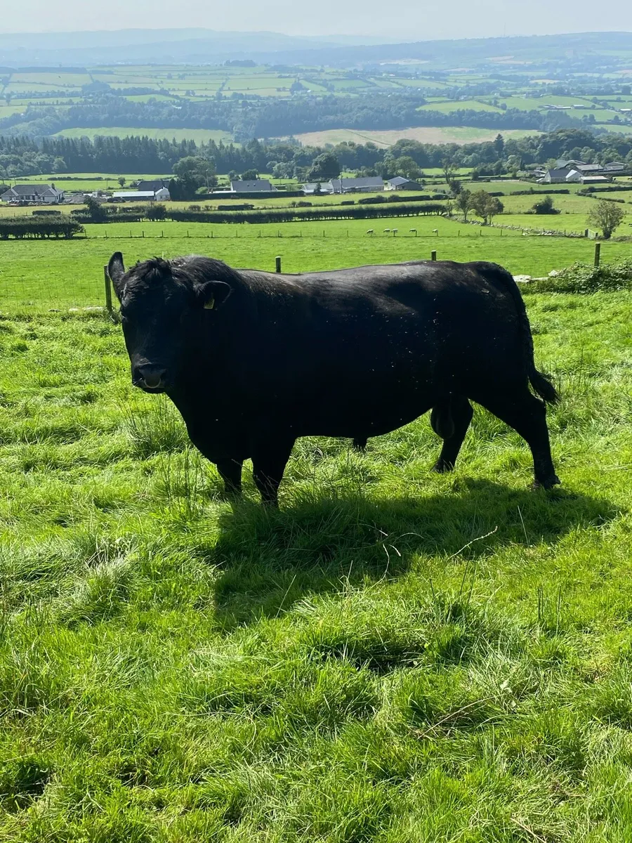 Angus bull - Image 3