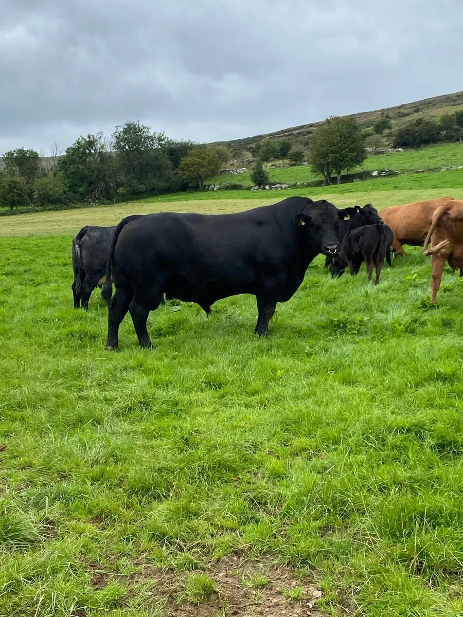 Angus bull - Image 1