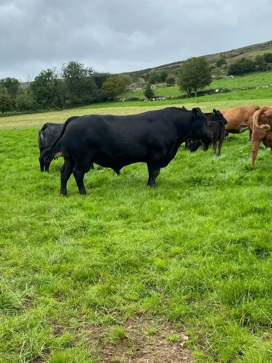 Angus bull - Image 4