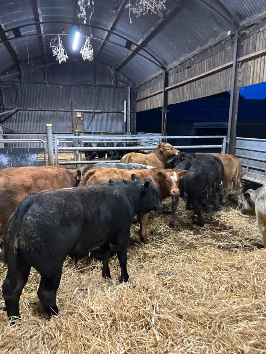 Show bulls - Image 3