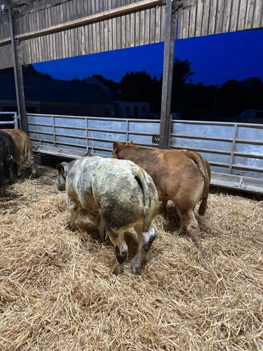 Show bulls - Image 1