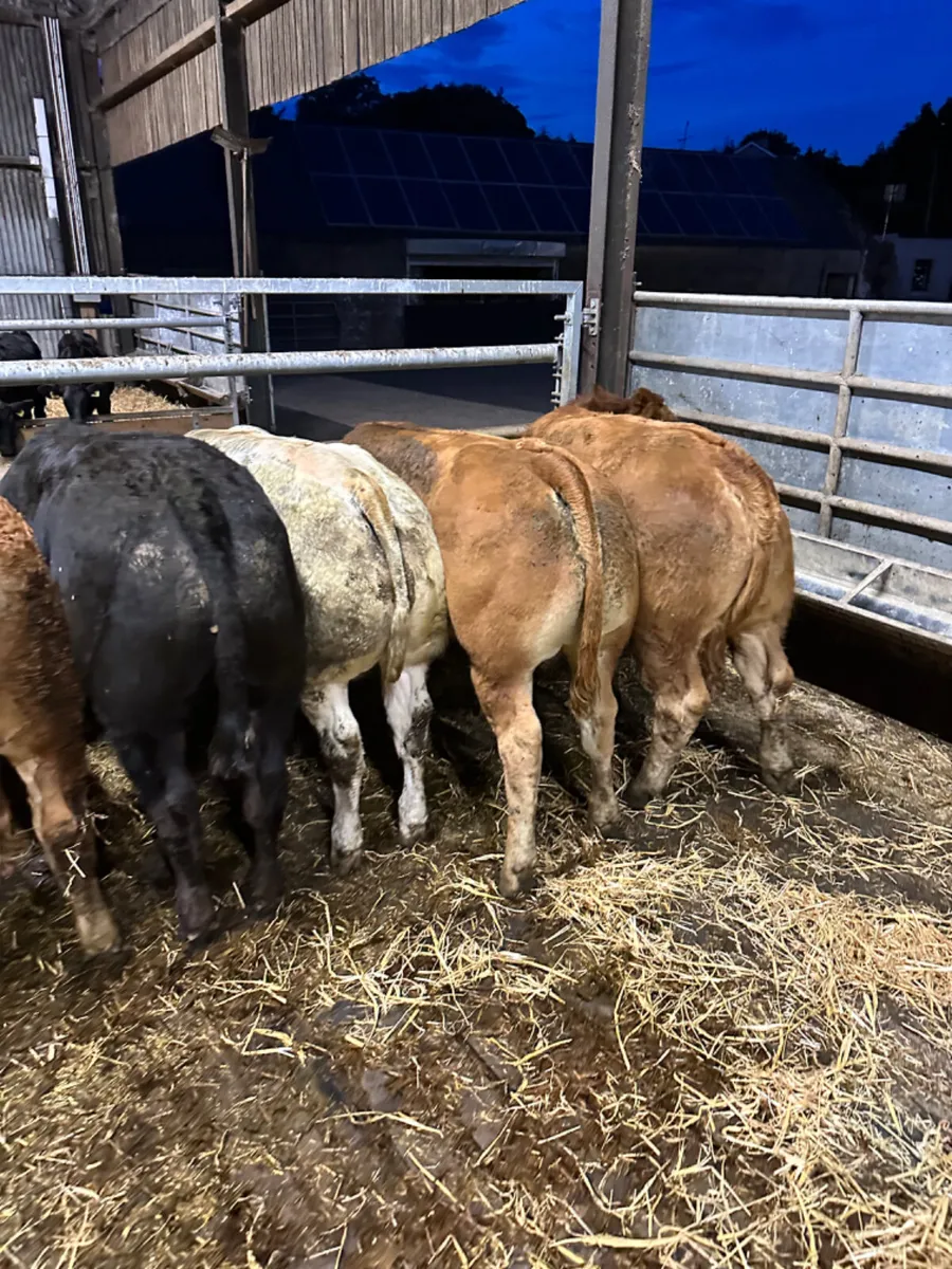 Show bulls - Image 4
