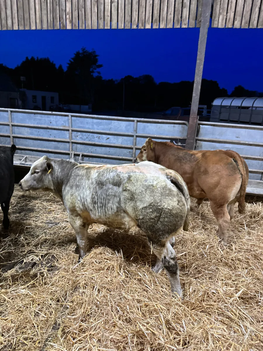 Show bulls - Image 2