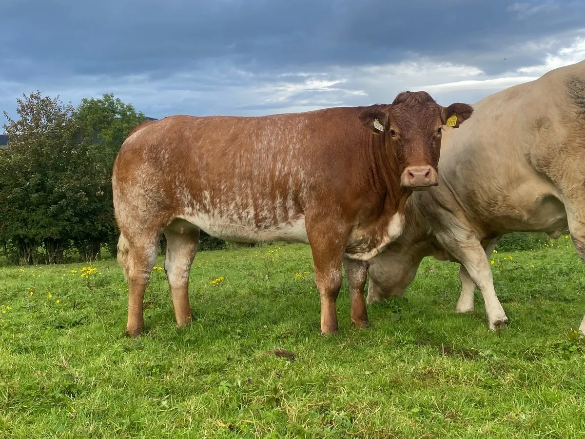 ⭐️ ⭐️ Roan heifer ⭐️ ⭐️ - Image 3