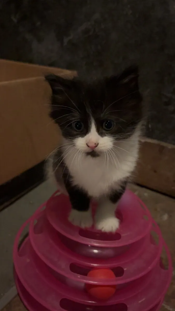 Long Haired Kittens - Image 3