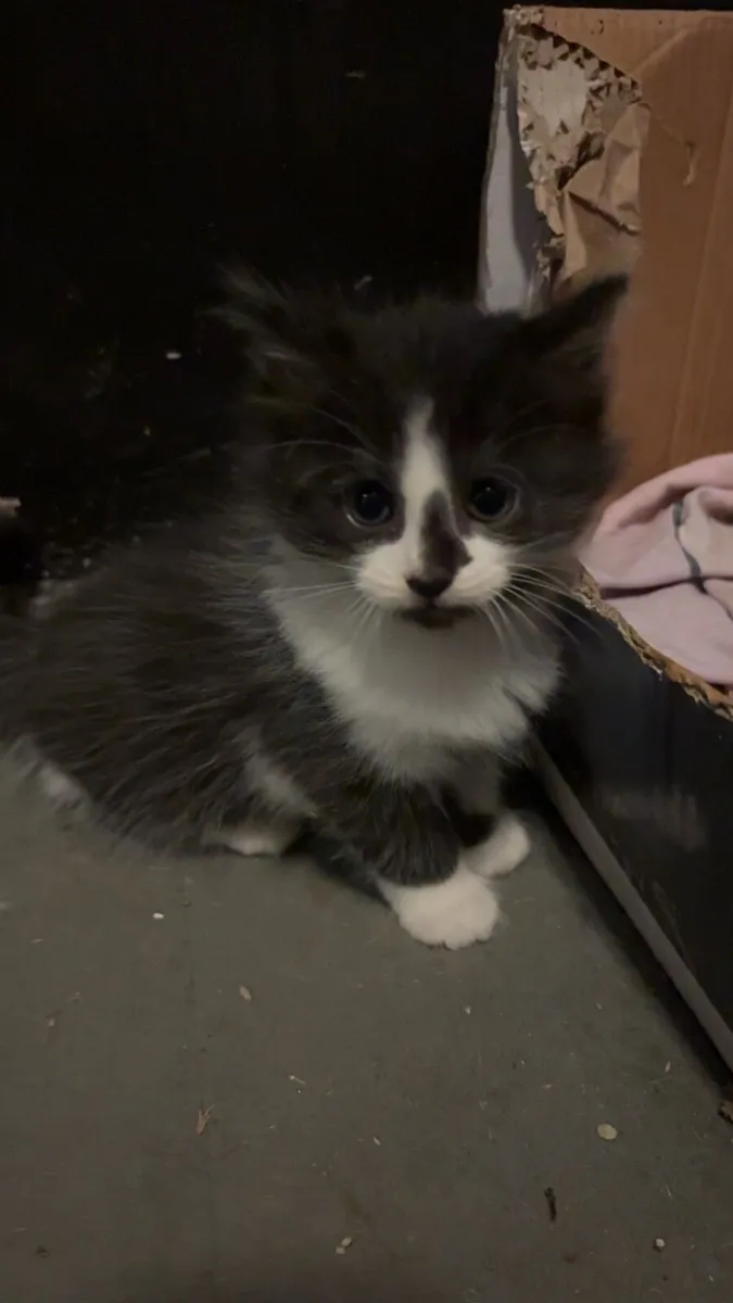 Long Haired Kittens - Image 4