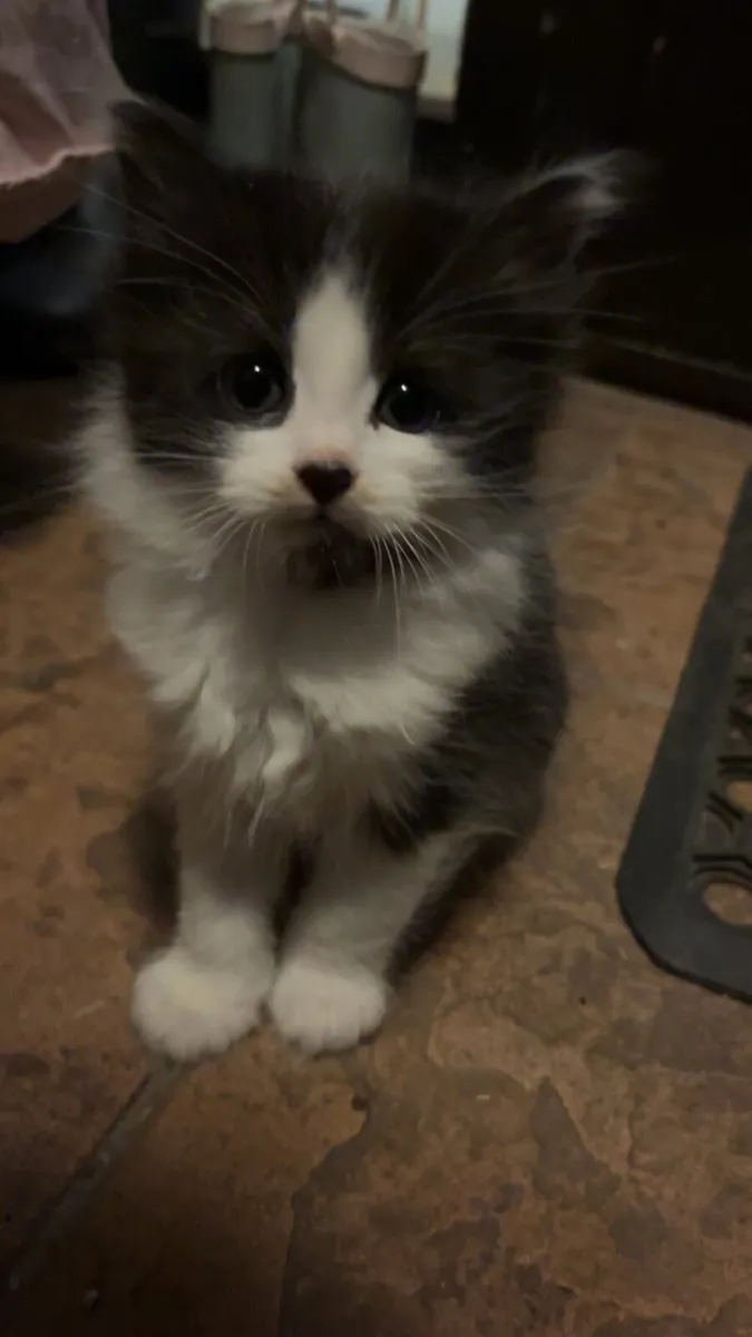 Long Haired Kittens - Image 2