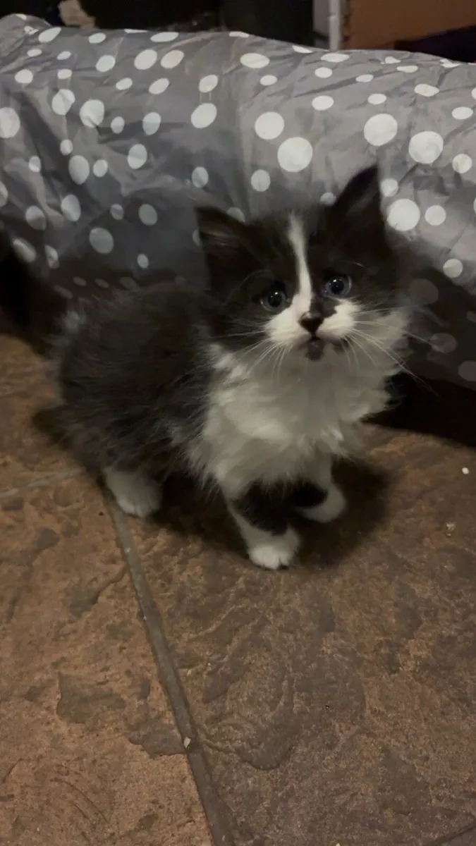 Long Haired Kittens - Image 1