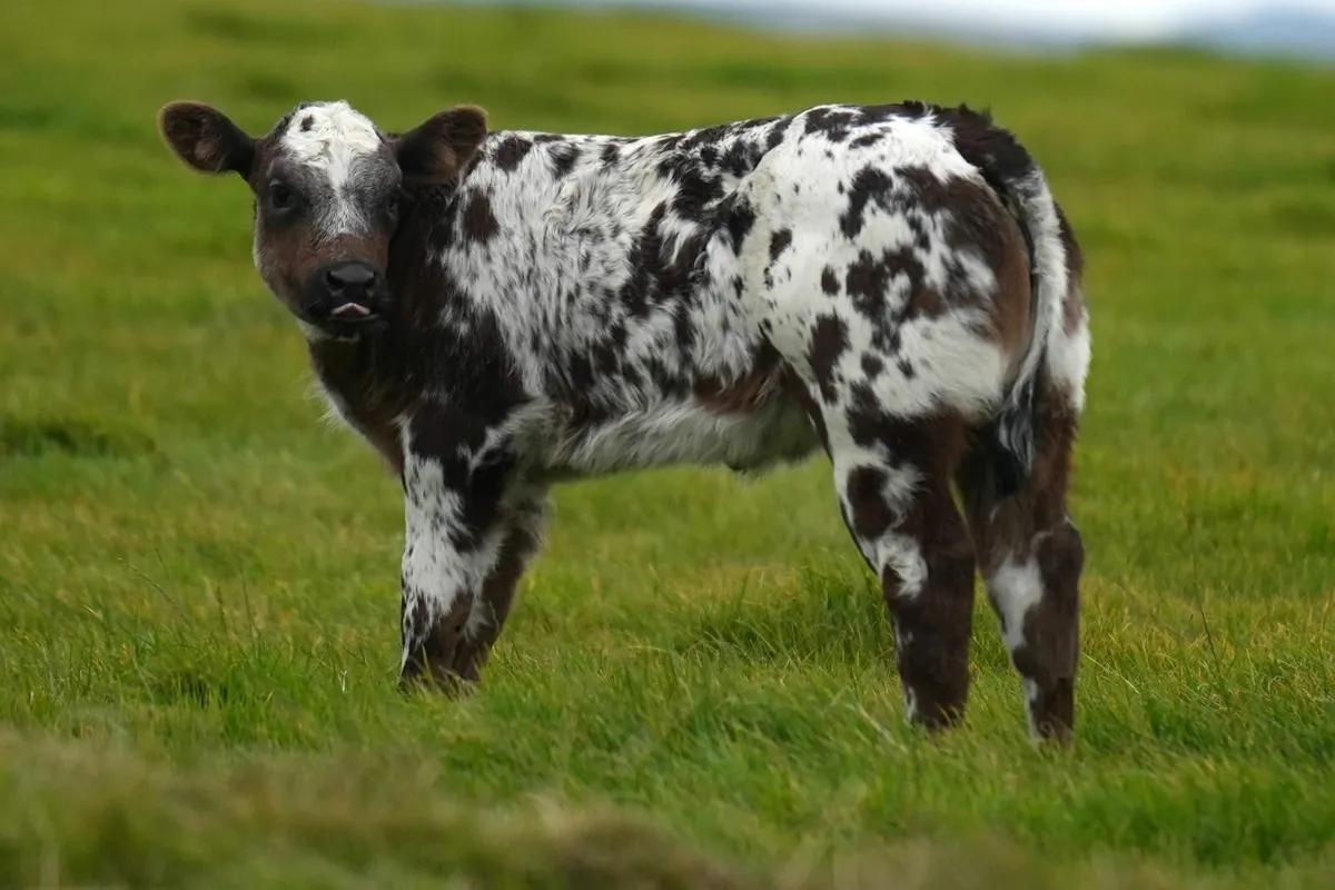 2 Exceptional Cows & Show Blue Calves - Image 3
