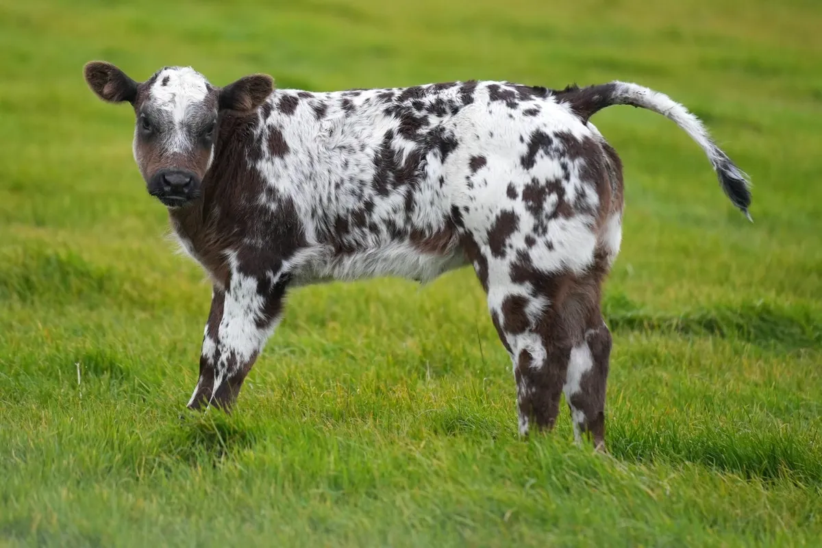 2 Exceptional Cows & Show Blue Calves - Image 1
