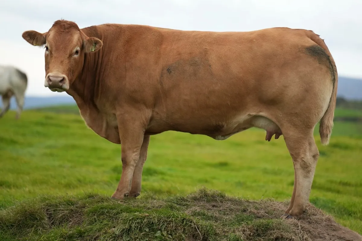 2 Exceptional Cows & Show Blue Calves - Image 4