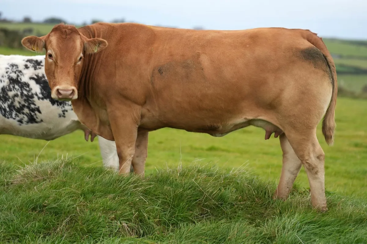 2 Exceptional Cows & Show Blue Calves - Image 2