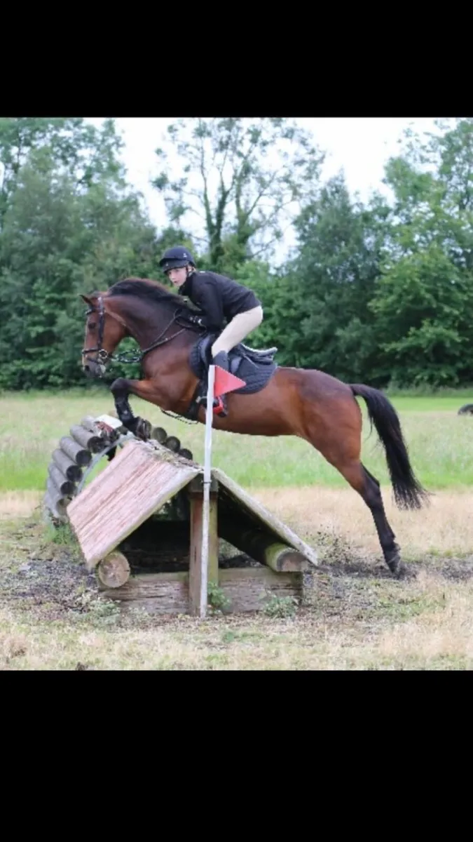 Pony - Image 2