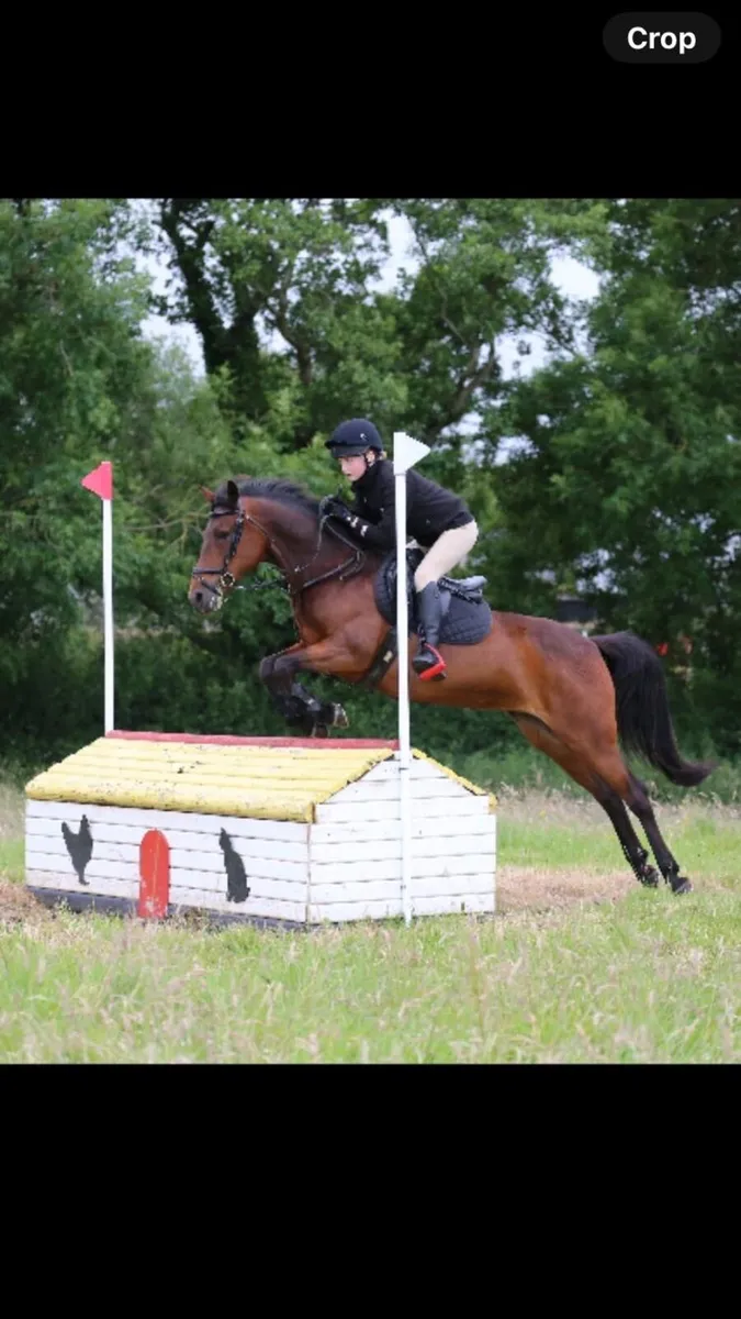 Pony - Image 4
