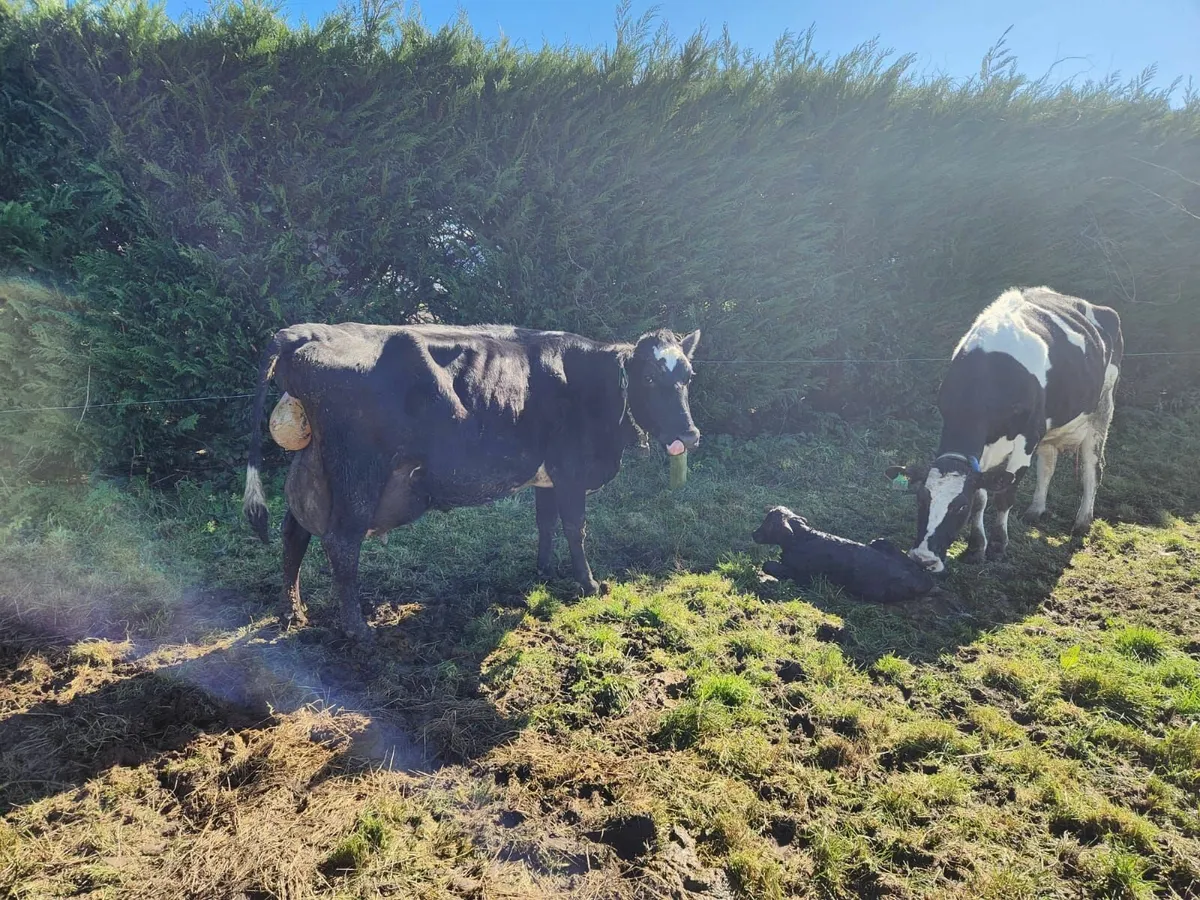 Cow scanning (No Arming) - Image 4