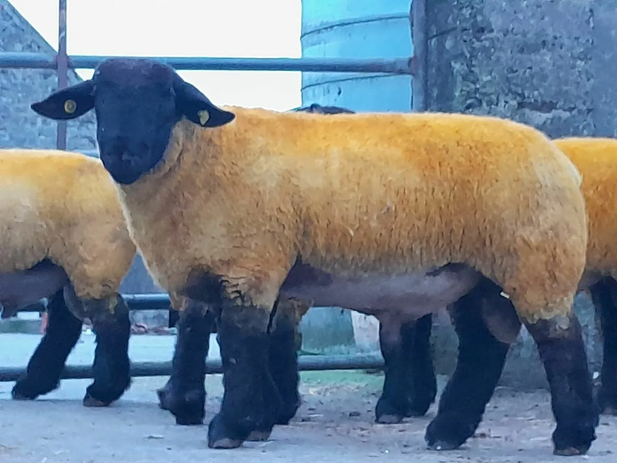 Suffolk Ram - Image 1