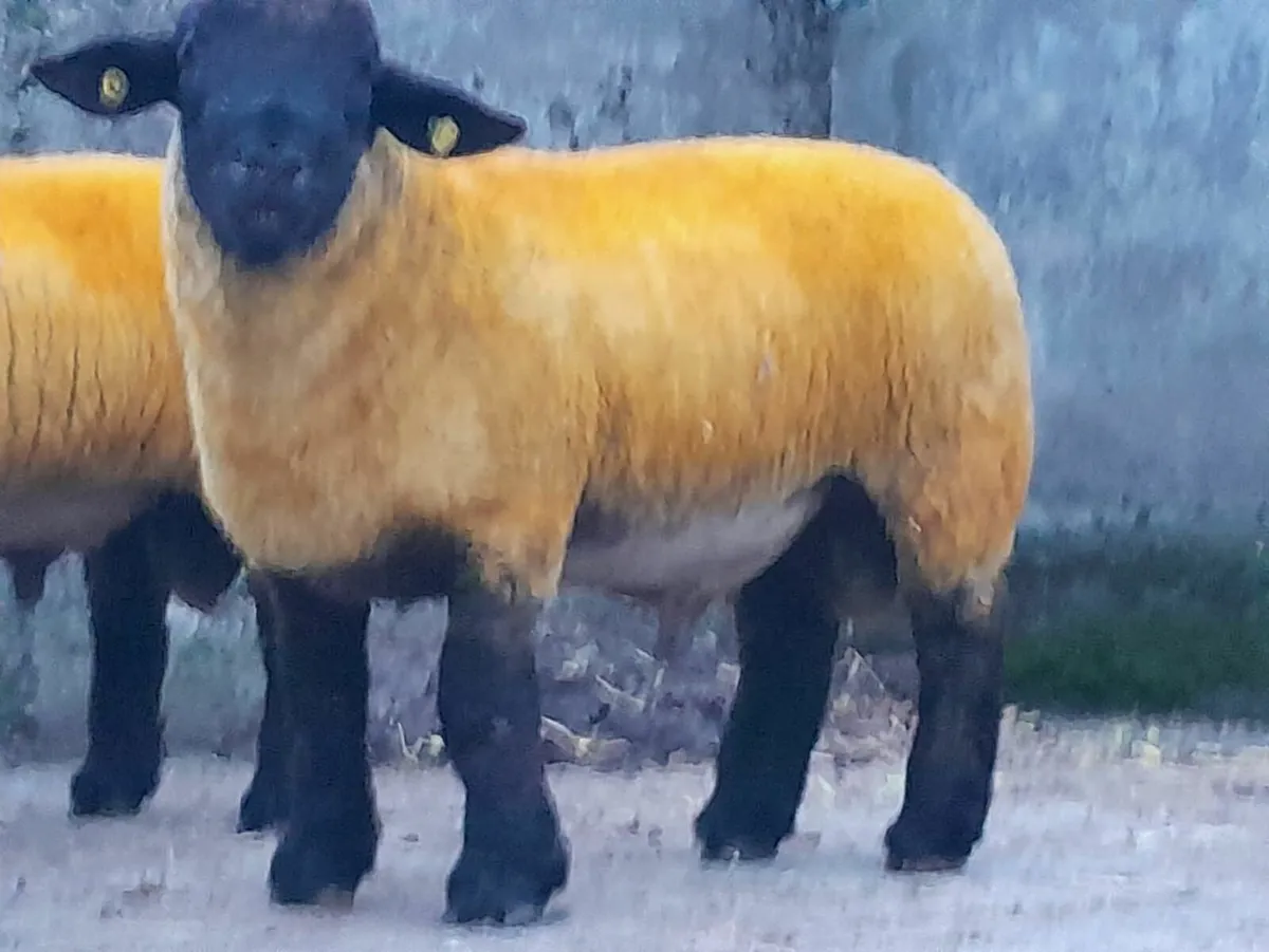 Suffolk Ram - Image 3
