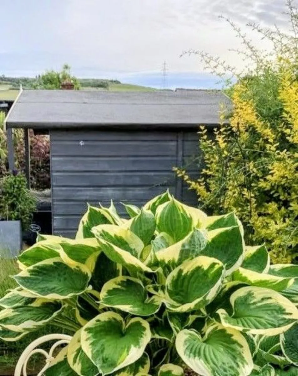 Swap Plant