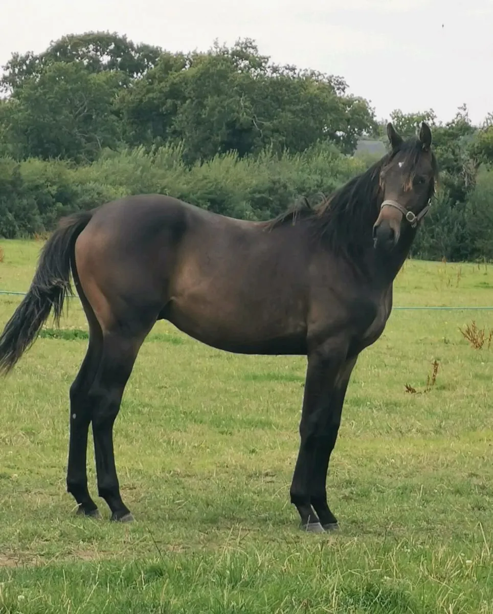 🇮🇪 Yearling Gelding 🇮🇪 - Image 2