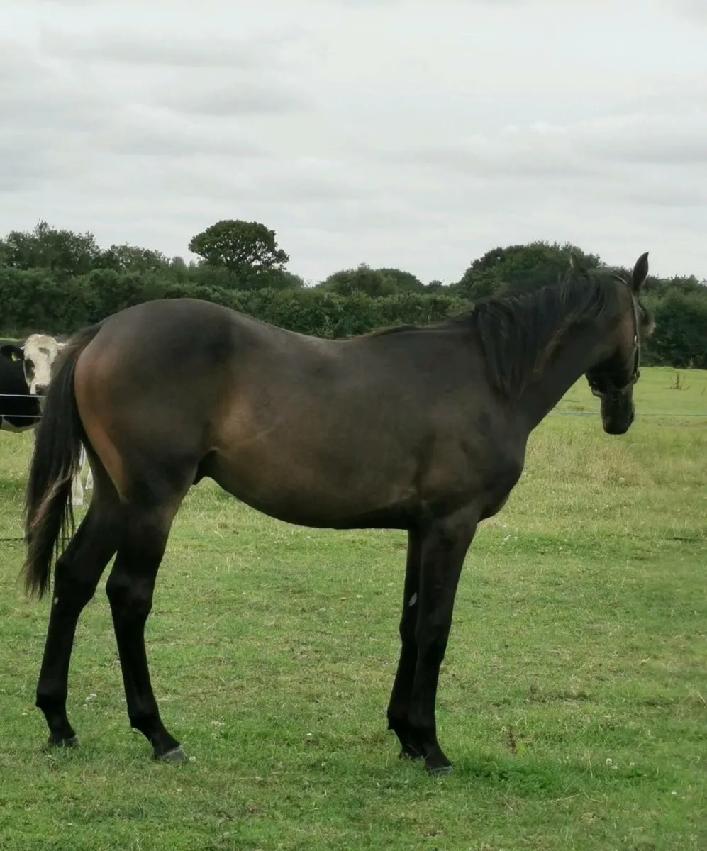 🇮🇪 Yearling Gelding 🇮🇪 - Image 3