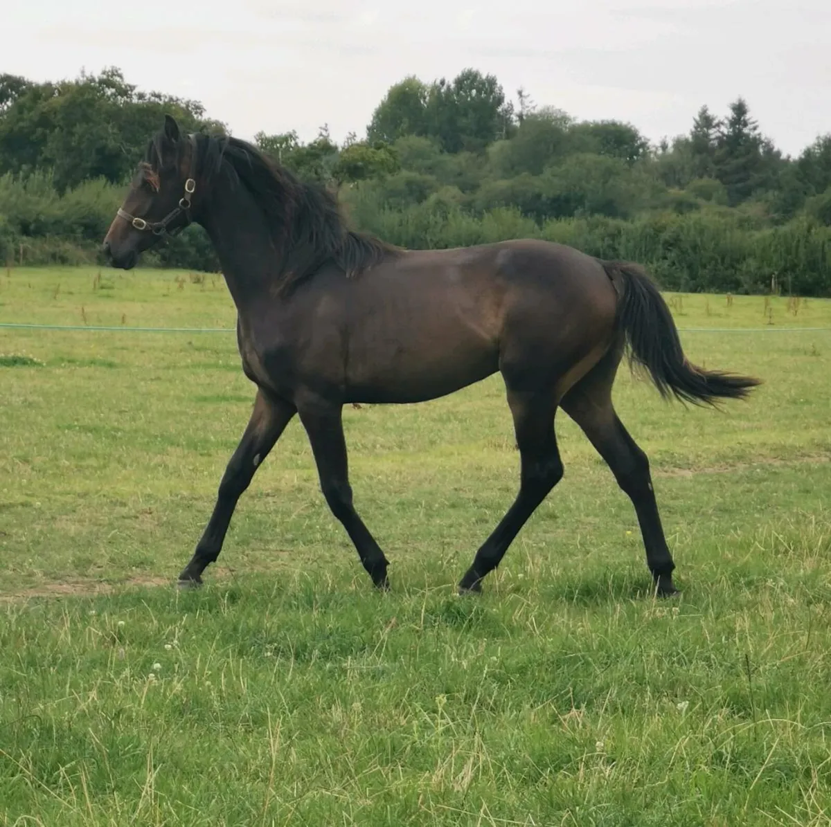 🇮🇪 Yearling Gelding 🇮🇪 - Image 4