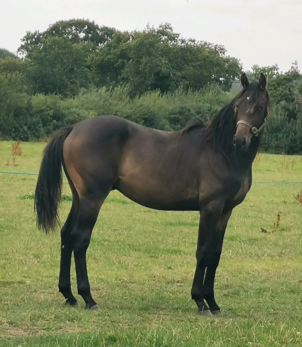 🇮🇪 Yearling Gelding 🇮🇪 - Image 1