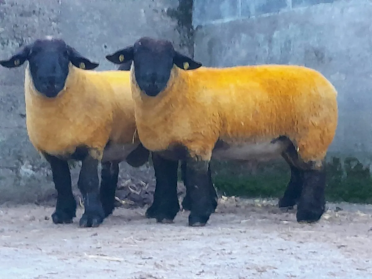 Suffolk Ram - Image 4