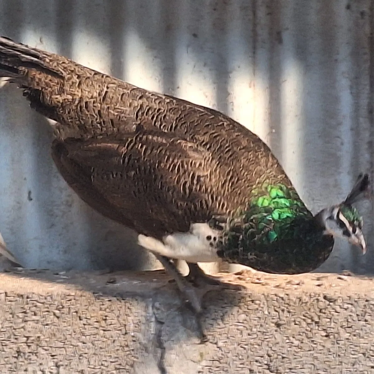 Peafowl - Image 1