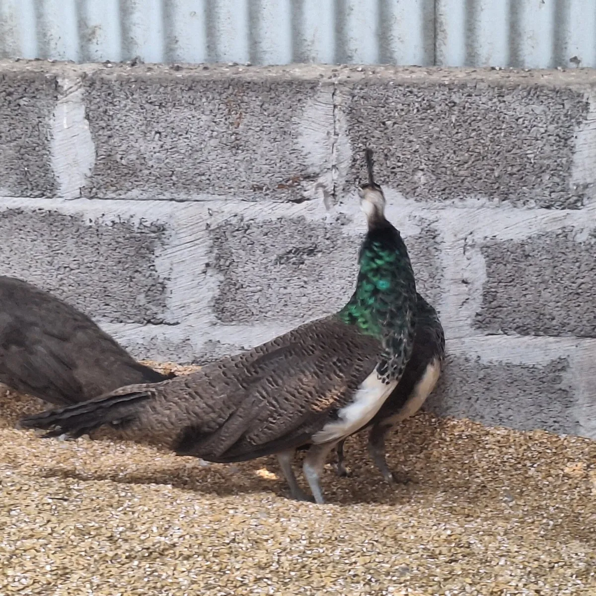 Peafowl - Image 2