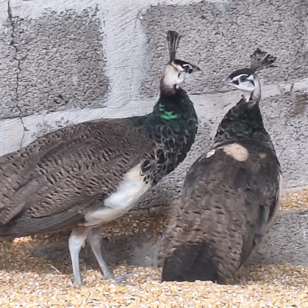 Peafowl - Image 3