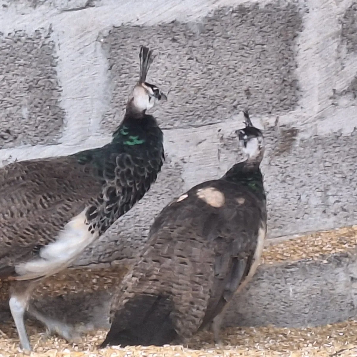 Peafowl - Image 4
