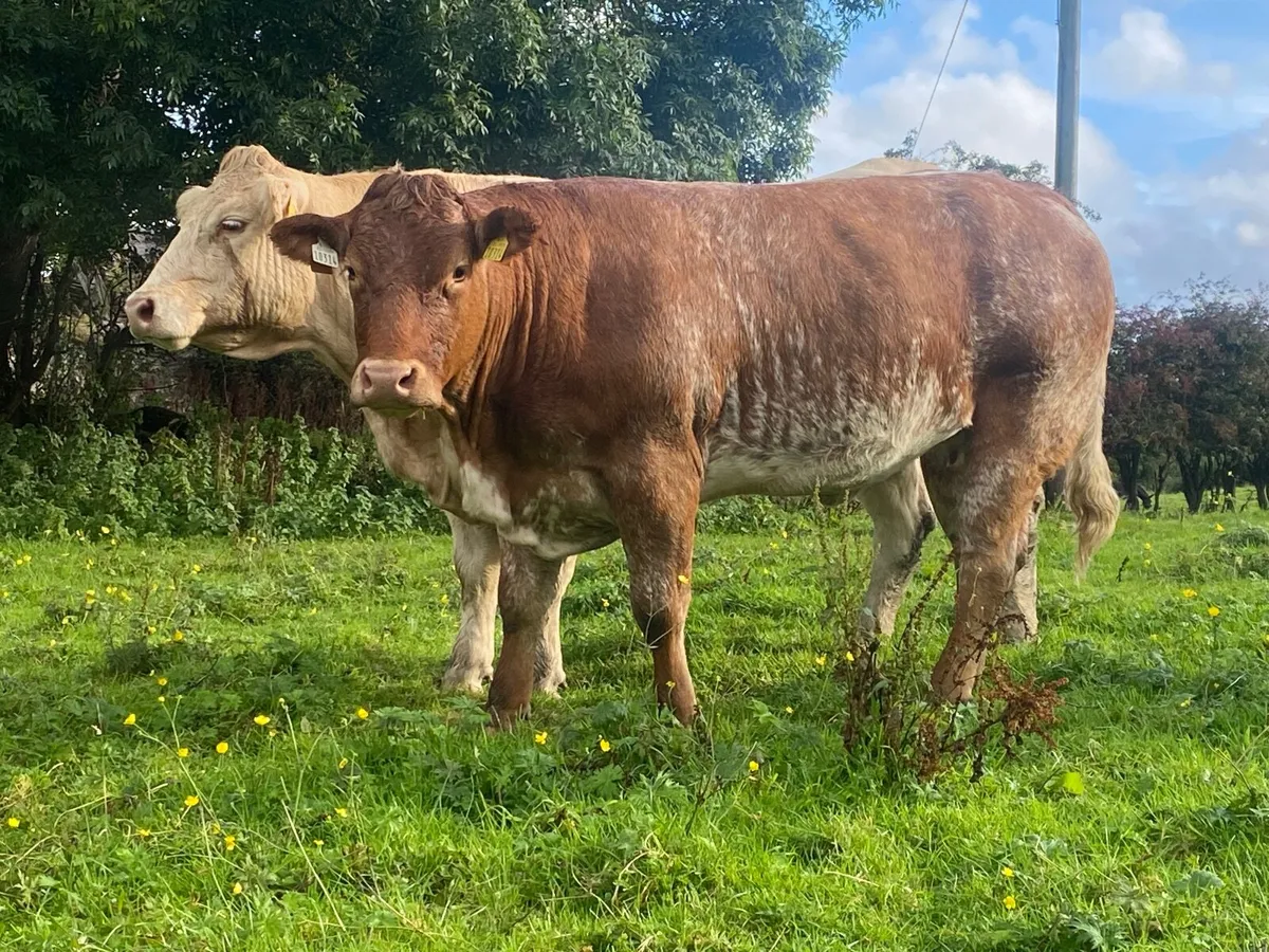 ⭐️ ⭐️ Roan heifer ⭐️ ⭐️ - Image 4