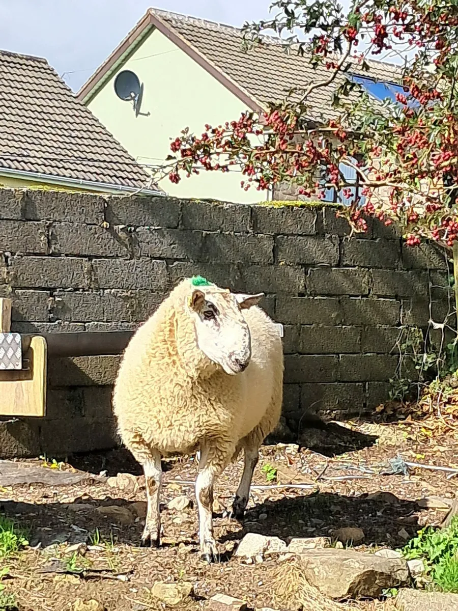 Hogget ram - Image 3