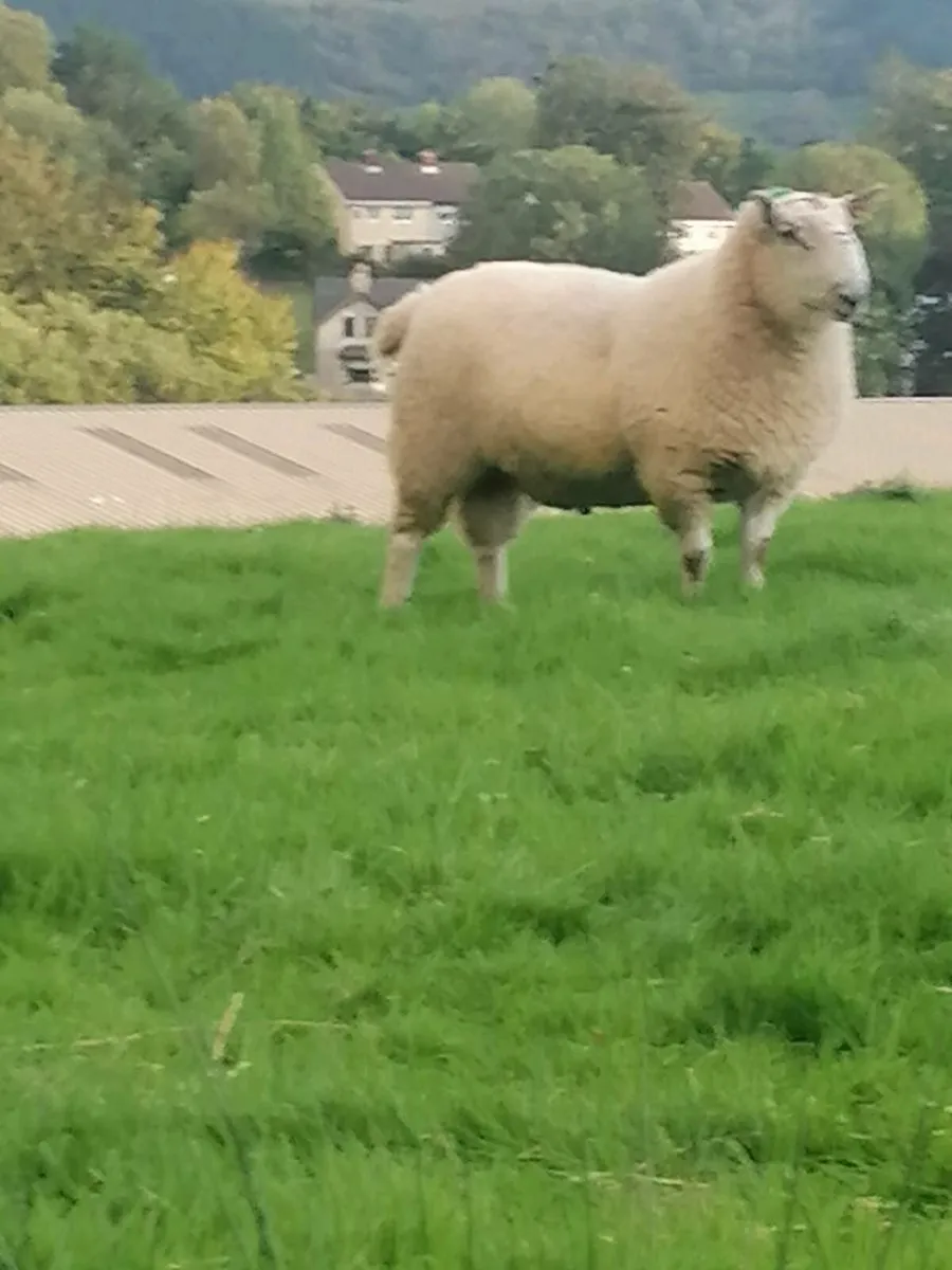 Hogget ram - Image 4