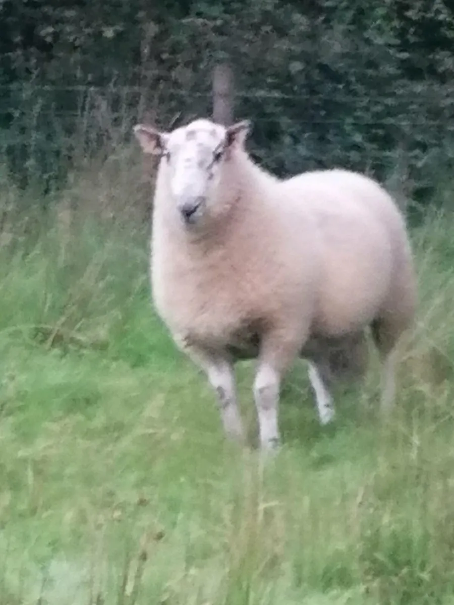 Hogget ram - Image 1