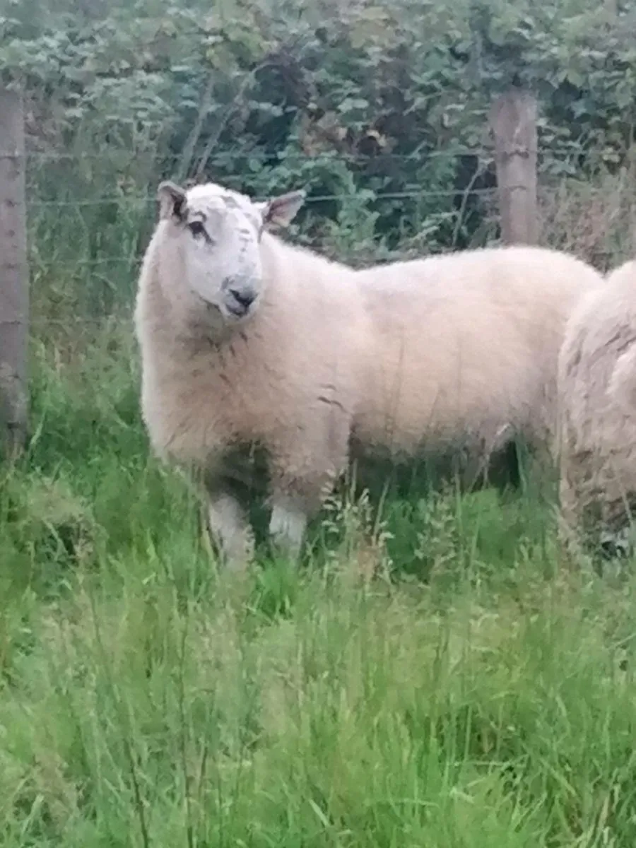 Hogget ram - Image 2