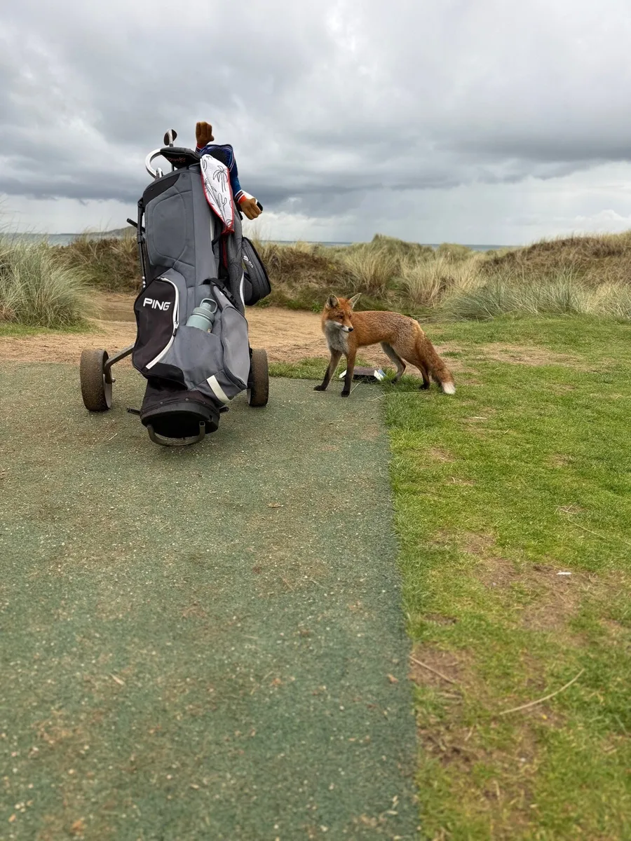 Golf bag Ping hoofer lite - Image 1