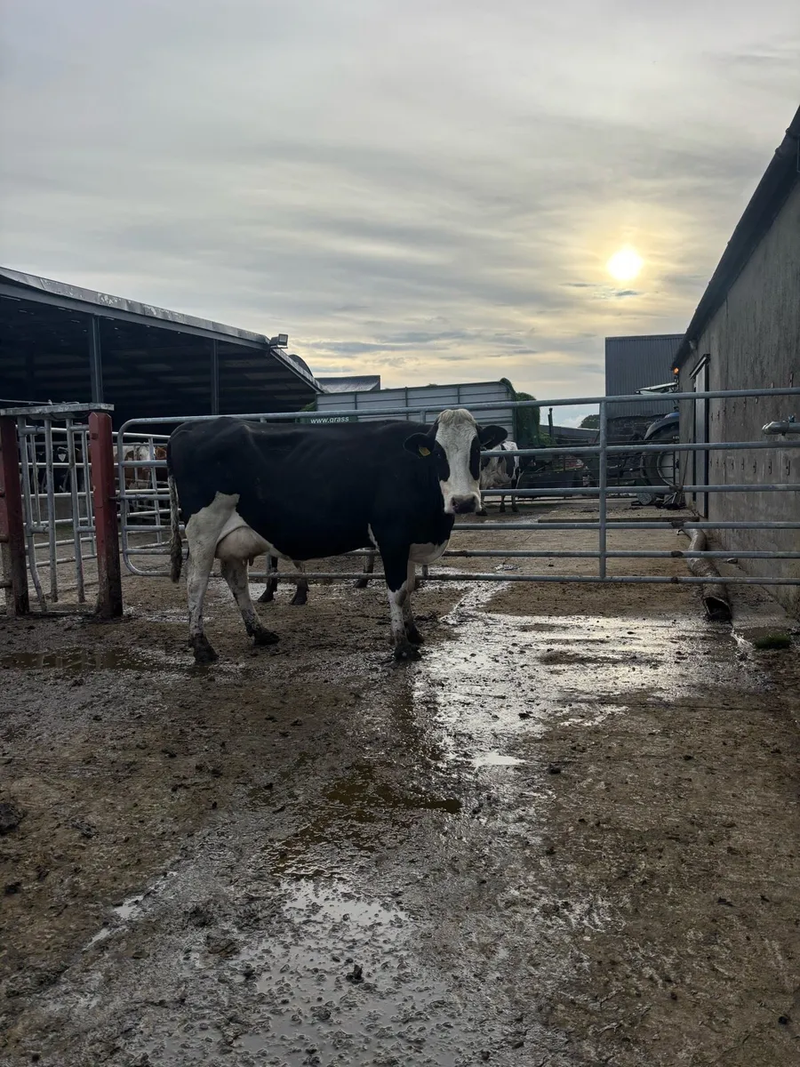 Freshly calved cows for sale - Image 4