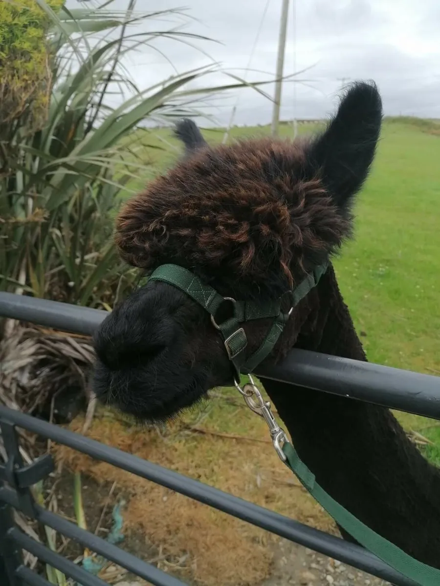 Alpaca Male Wanted
