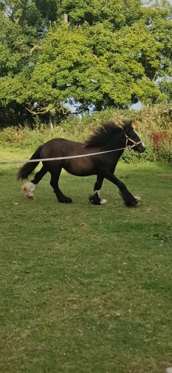 Filly for sale - Image 1