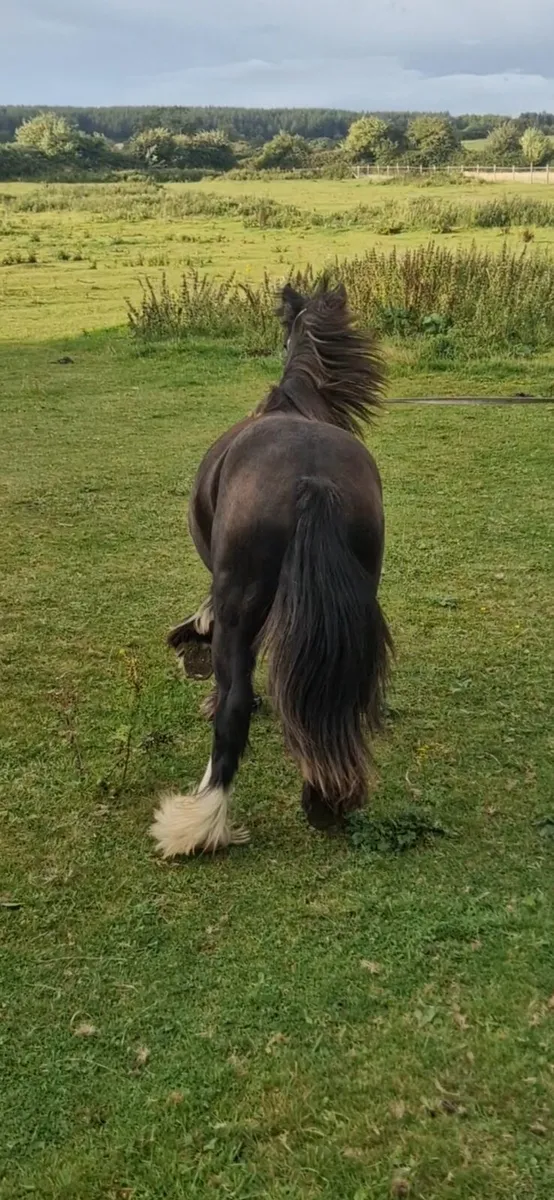 Filly for sale - Image 3