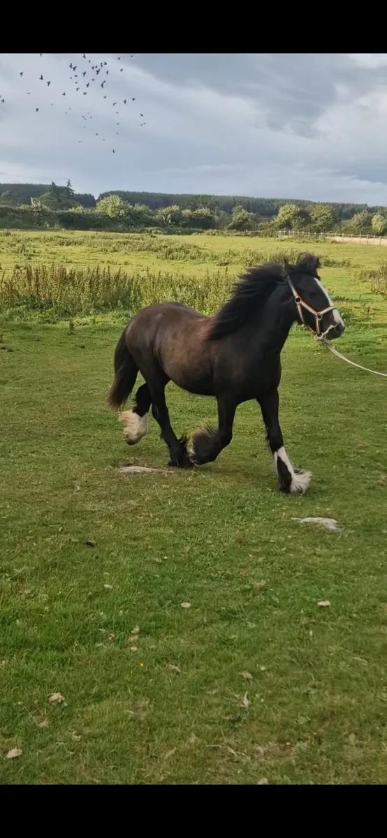 Filly for sale - Image 4