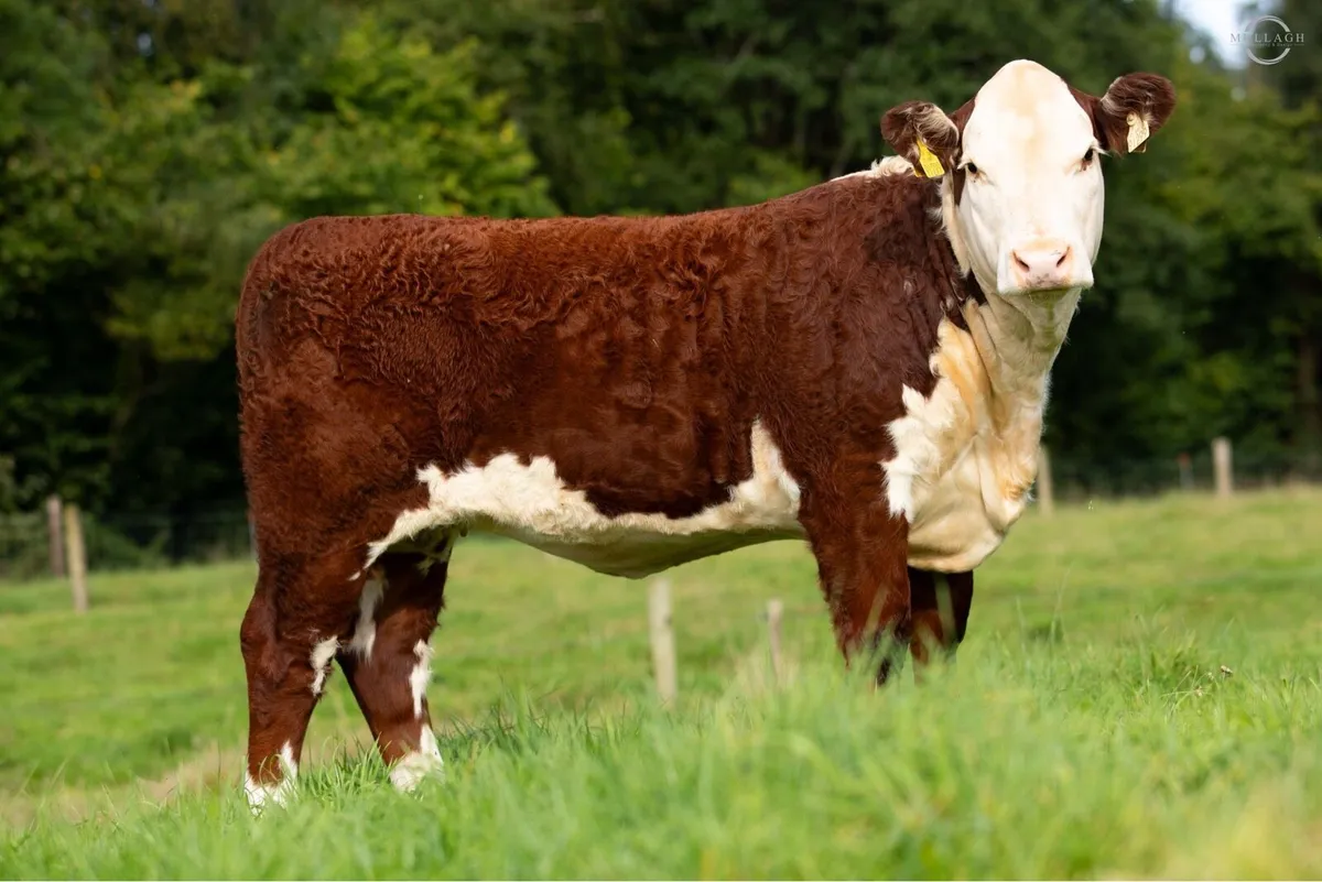 Corlismore production sale - Image 2
