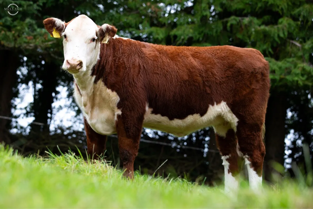 Corlismore production sale - Image 3